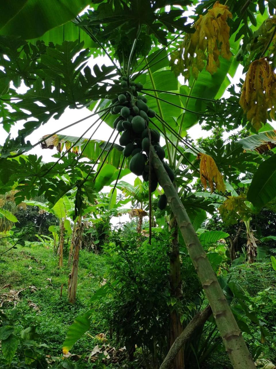 Cabana Wiwa Tayrona Лос-Наранхос Екстер'єр фото